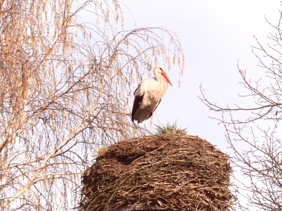 Fewo Gut Zarrentin Zarrentin  Dış mekan fotoğraf